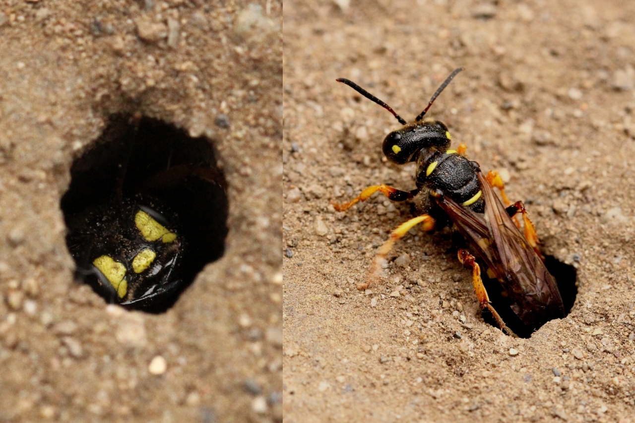 Cerceris arenaria (Linnaeus, 1758) - Cerceris des sables (femelle)