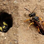 Cerceris arenaria (Linnaeus, 1758) - Cerceris des sables (femelle)