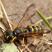 Cerceris arenaria (Linnaeus, 1758) - Cerceris des sables (femelle)