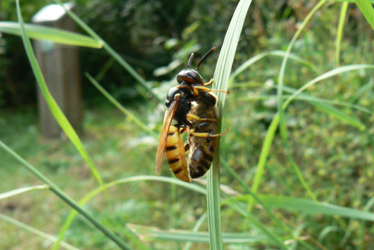 Philanthus triangulum (Fabricius, 1775) - Philanthe apivore