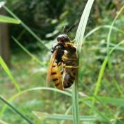 Philanthus triangulum (Fabricius, 1775) - Philanthe apivore