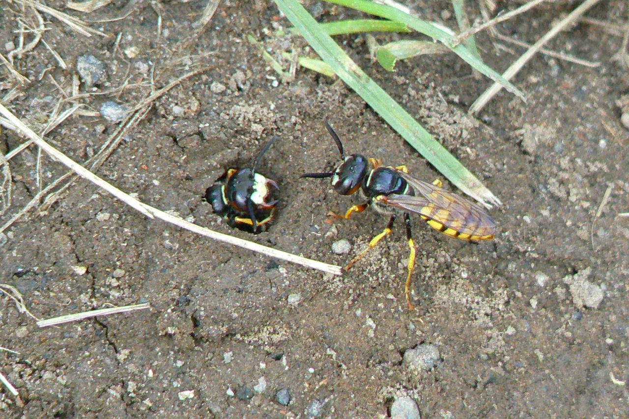 Philanthus triangulum (Fabricius, 1775) - Philanthe apivore