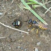 Philanthus triangulum (Fabricius, 1775) - Philanthe apivore