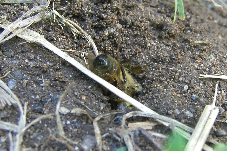 Philanthus triangulum (Fabricius, 1775) - Philanthe apivore