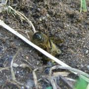 Philanthus triangulum (Fabricius, 1775) - Philanthe apivore