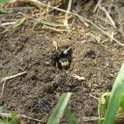 Philanthus triangulum (Fabricius, 1775) - Philanthe apivore