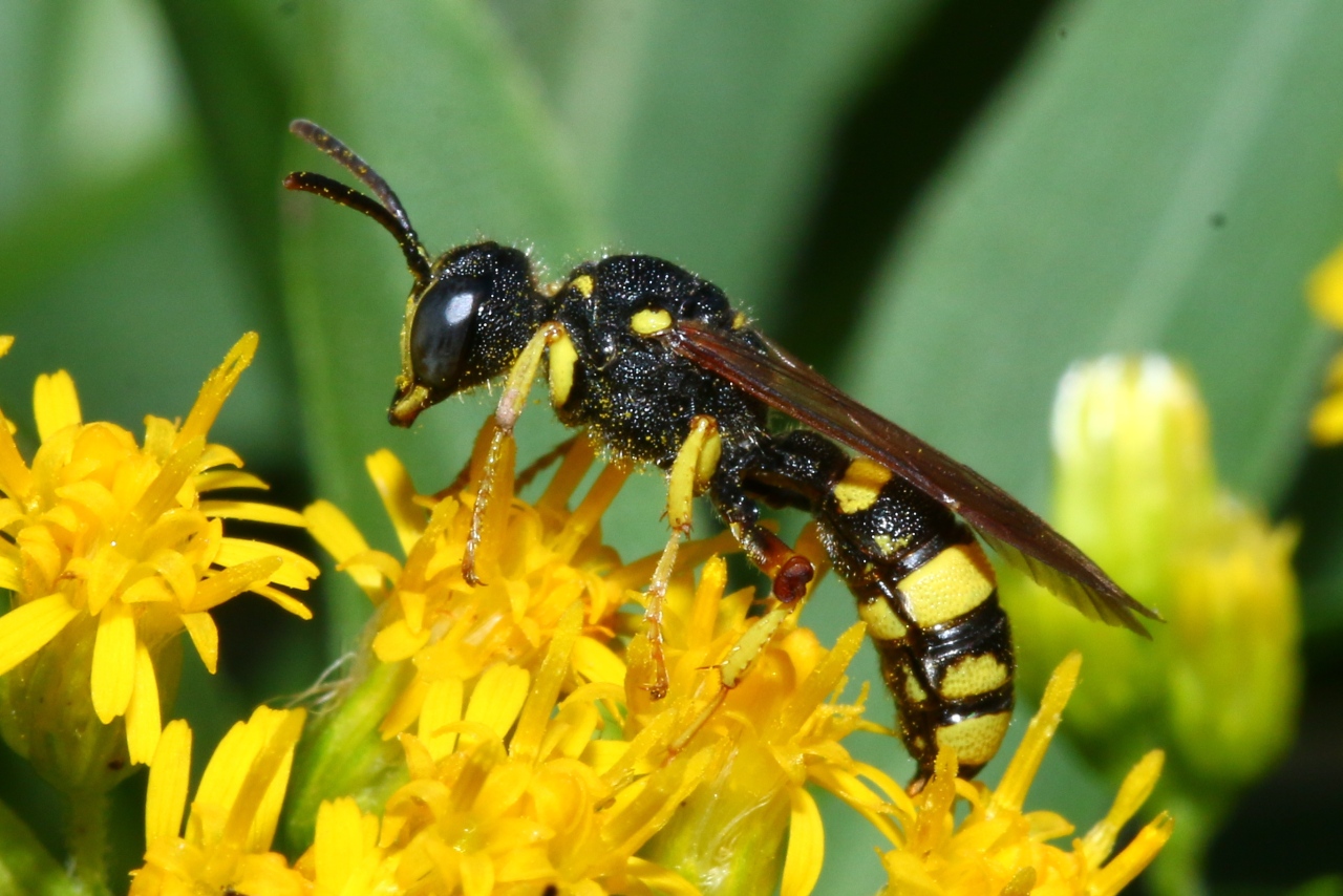 Cerceris rybyensis (Linnaeus, 1771) - Cerceris commun (femelle)