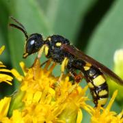 Cerceris rybyensis (Linnaeus, 1771) - Cerceris commun (femelle)