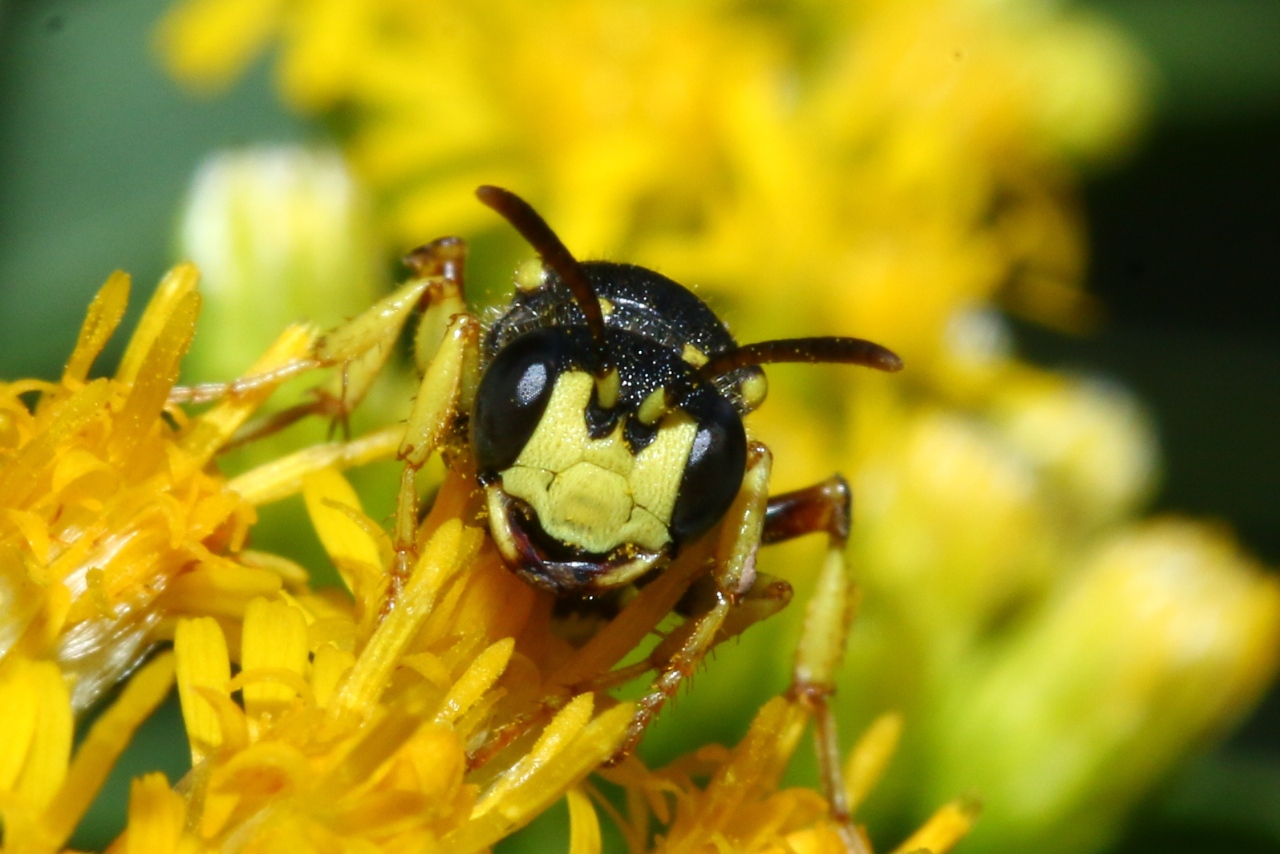 Cerceris rybyensis (Linnaeus, 1771) - Cerceris commun (femelle)