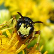 Cerceris rybyensis (Linnaeus, 1771) - Cerceris commun (femelle)