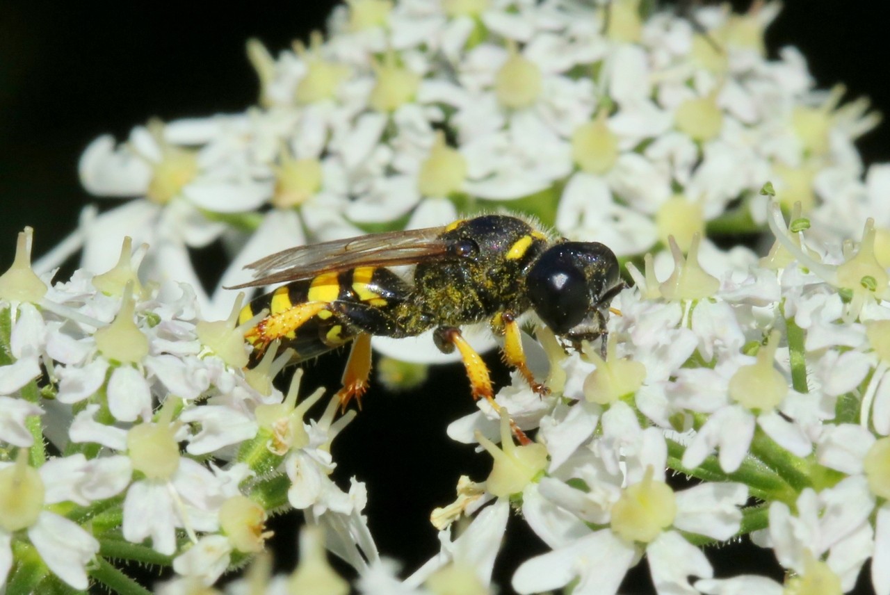 Crabro cribrarius (Linnaeus, 1758) (femelle)