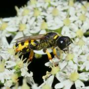 Crabro cribrarius (Linnaeus, 1758) (femelle)