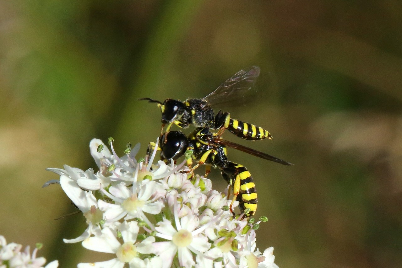 Ectemnius cavifrons (Thomson, 1870)