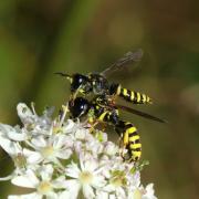 Ectemnius cavifrons (Thomson, 1870)