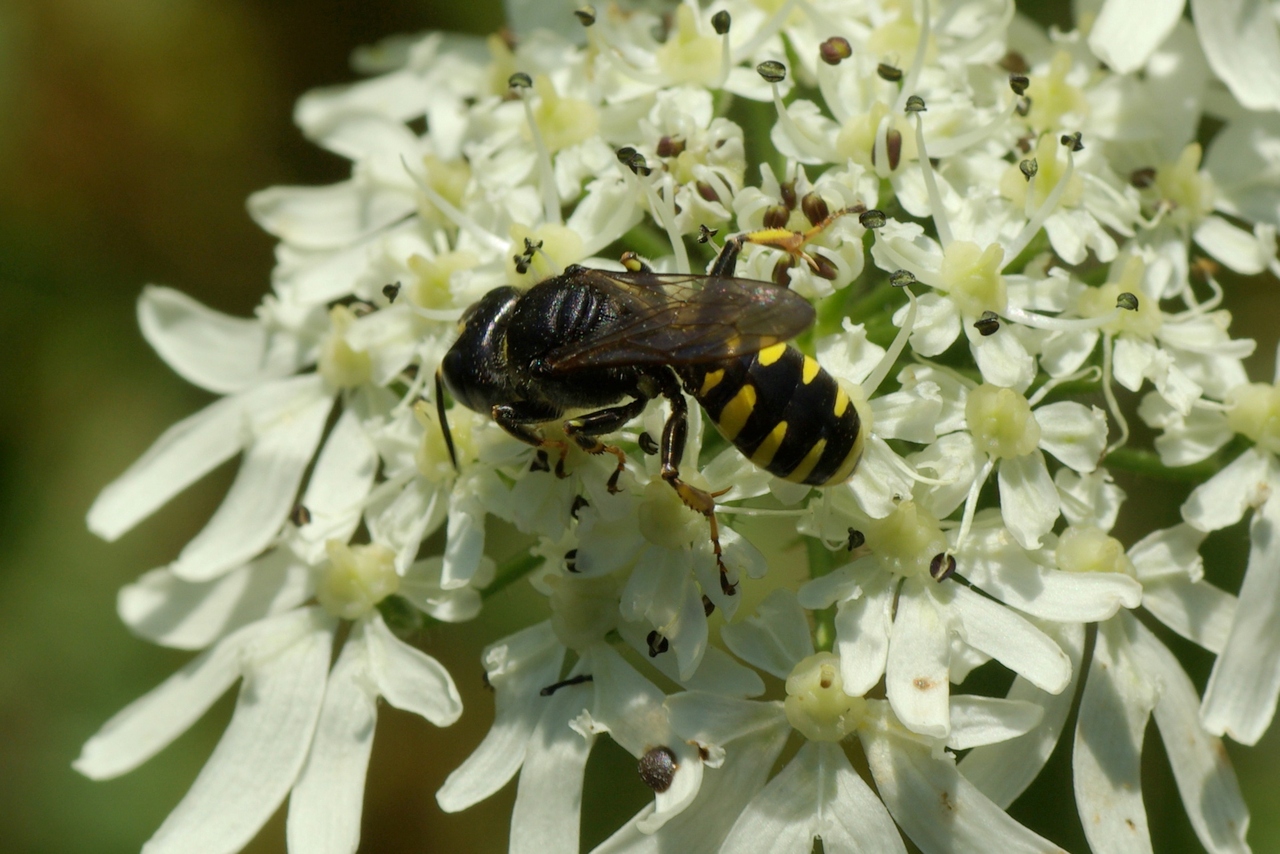 Ectemnius sp (femelle)