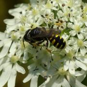 Ectemnius sp (femelle)