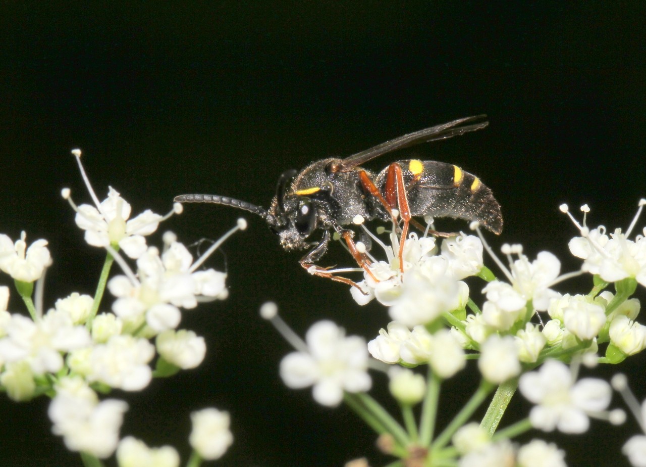 Nysson spinosus (J. Forster, 1771)