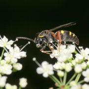 Nysson spinosus (J. Forster, 1771)