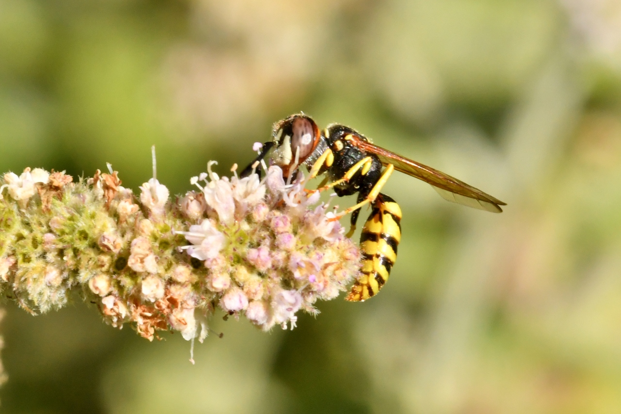 Philanthus triangulum (Fabricius, 1775) - Philanthe apivore