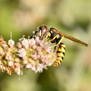 Philanthus triangulum (Fabricius, 1775) - Philanthe apivore