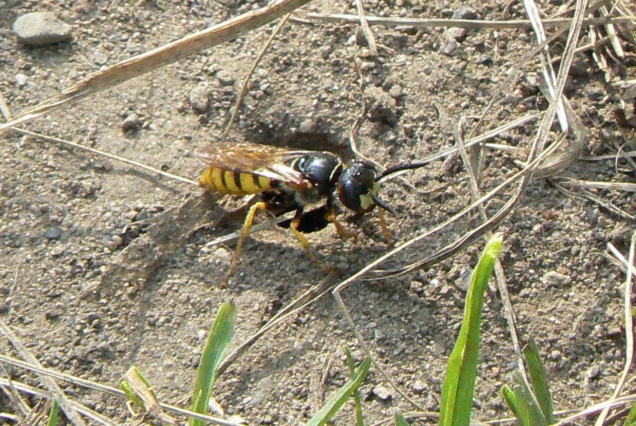 Philanthus triangulum (Fabricius, 1775) - Philanthe apivore