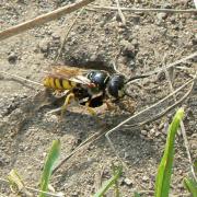 Philanthus triangulum (Fabricius, 1775) - Philanthe apivore