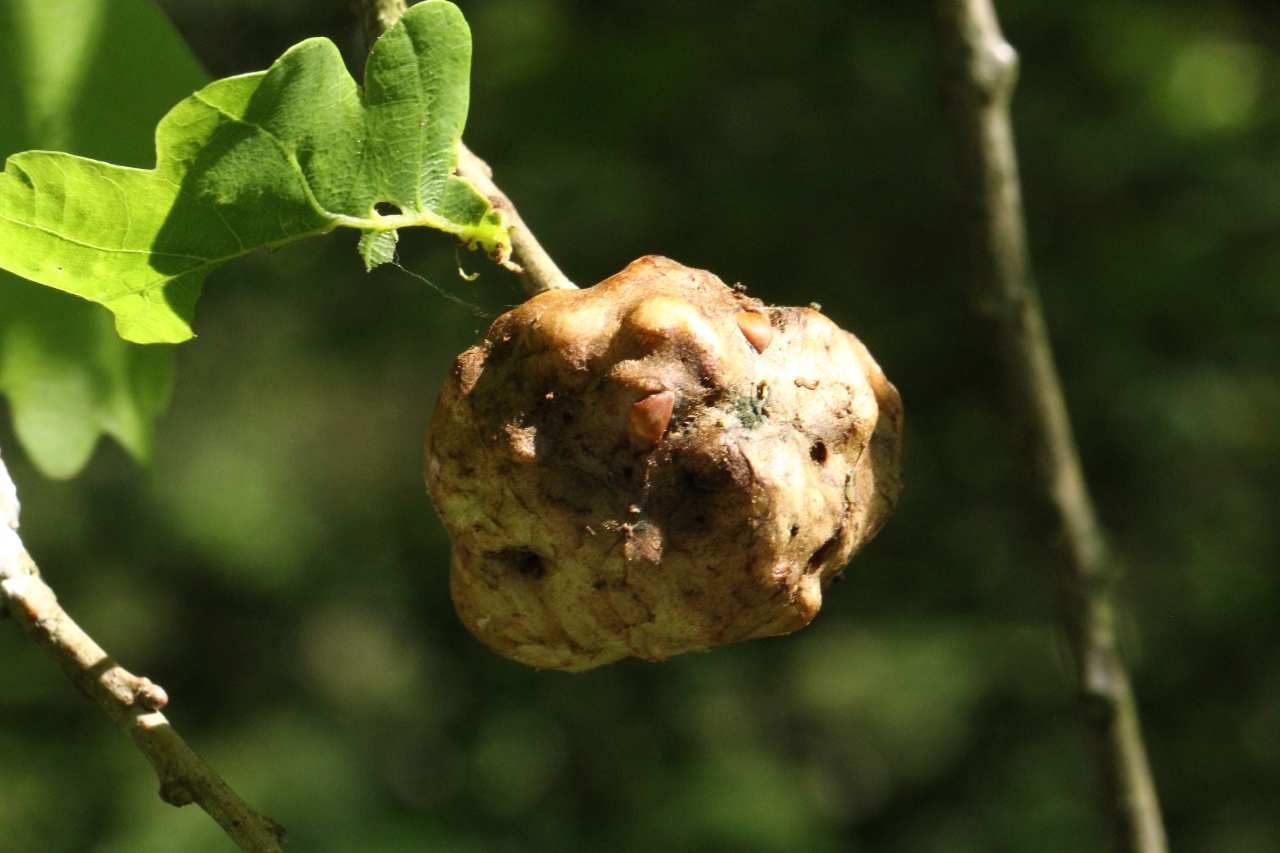 Biorhiza pallida (Olivier, 1791) - Galle en pomme du Chêne