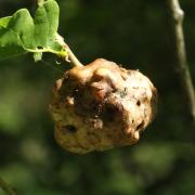 Biorhiza pallida (Olivier, 1791) - Galle en pomme du Chêne