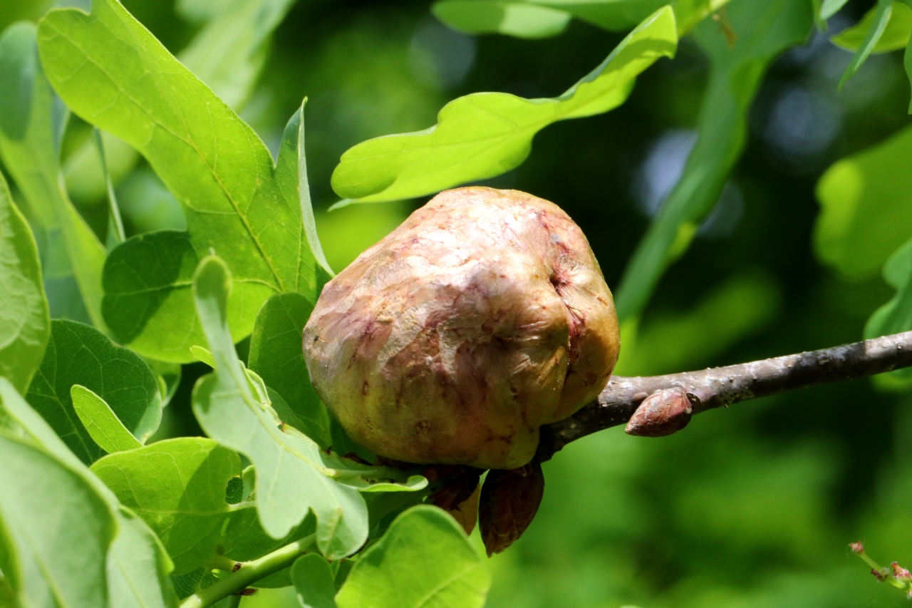 Biorhiza pallida (Olivier, 1791) - Galle en pomme du Chêne