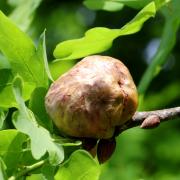 Biorhiza pallida (Olivier, 1791) - Galle en pomme du Chêne