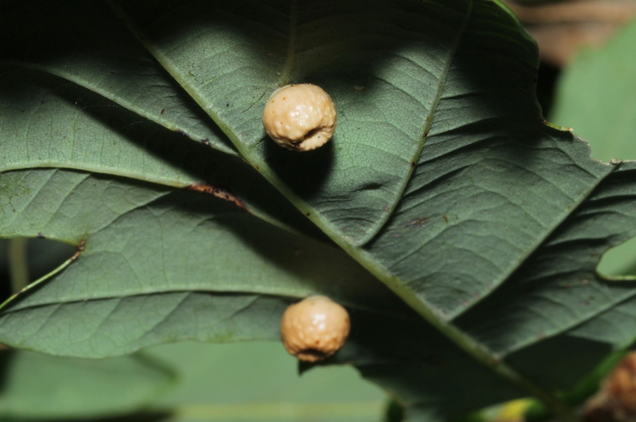 Cynips disticha Hartig, 1840