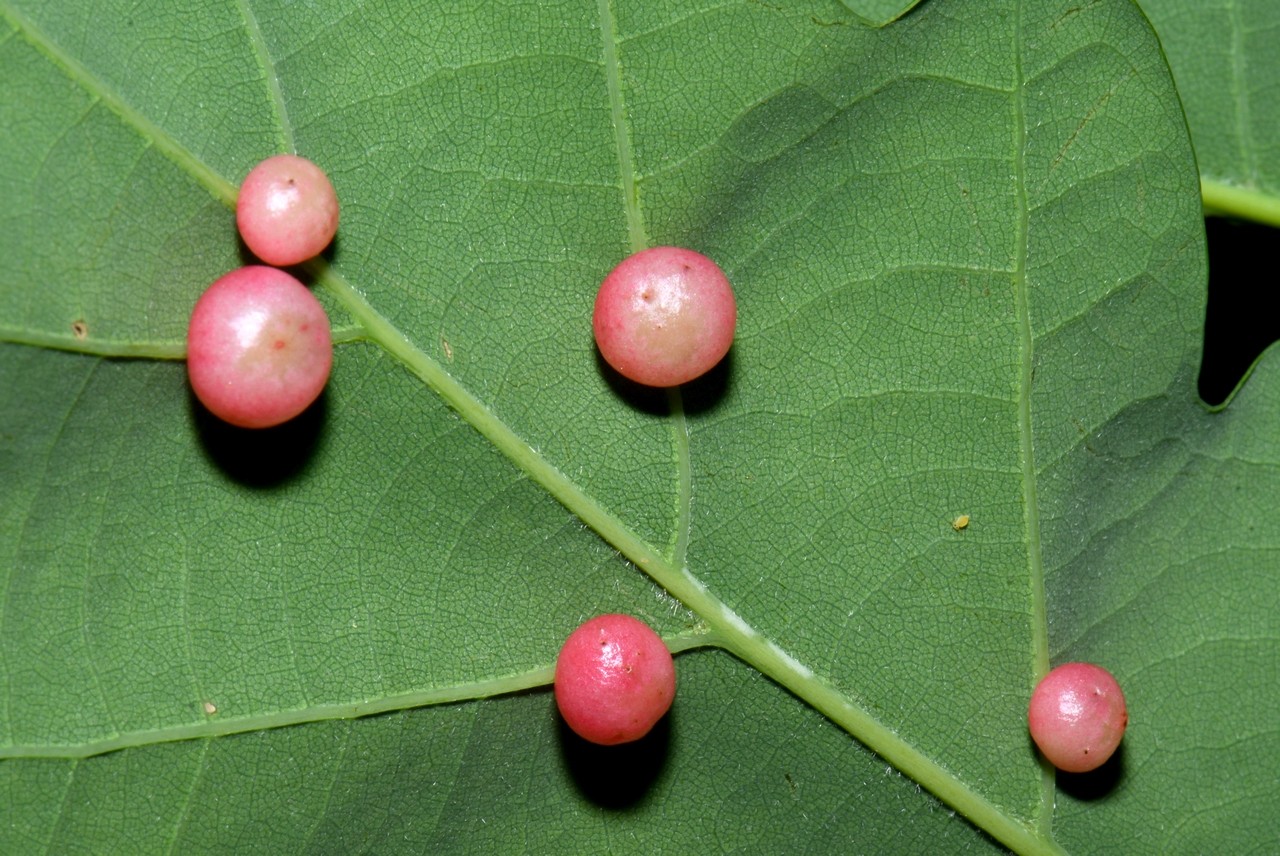 Cynips divisa Hartig, 1840 - Galle du Chêne