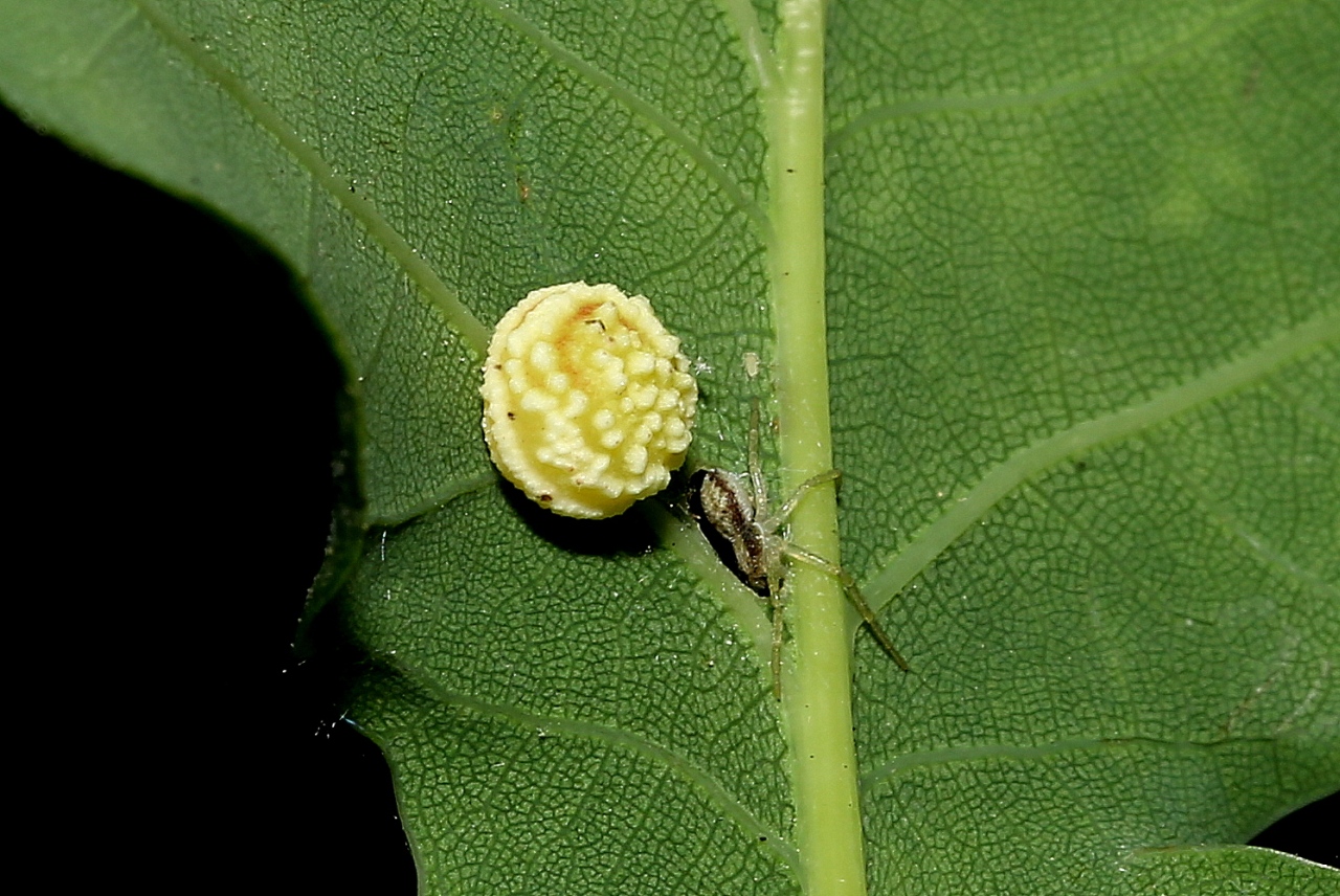 Cynips longiventris Hartig, 1840 - Galle striée du Chêne