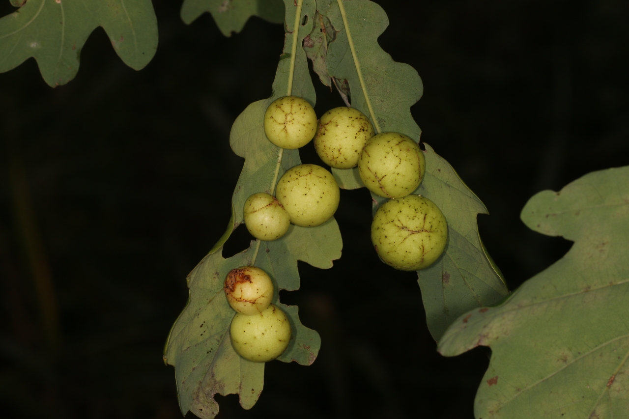 Cynips quercusfolii Linnaeus, 1758 - Galle en cerise du Chêne