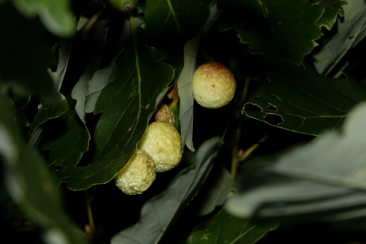 Cynips quercusfolii Linnaeus, 1758 - Galle en cerise du Chêne 