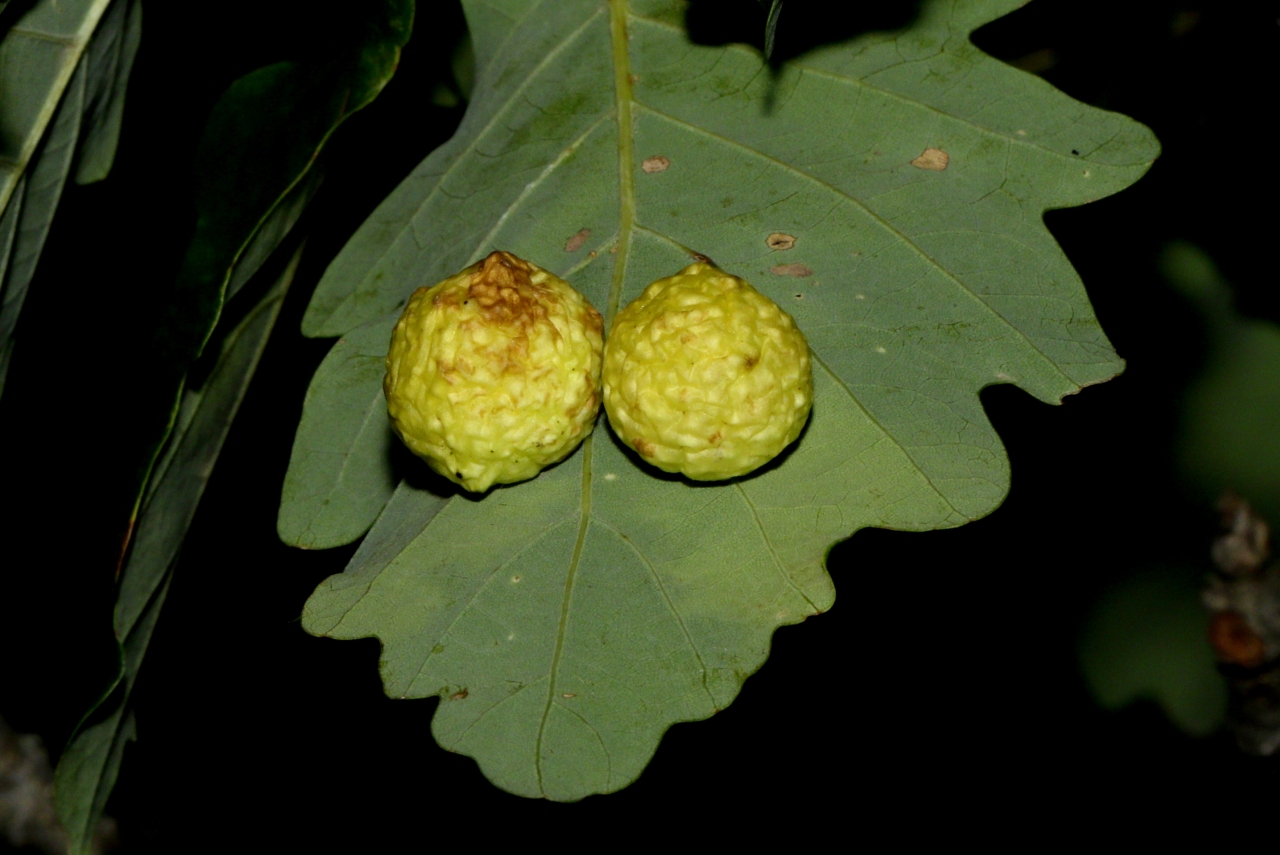 Cynips quercusfolii Linnaeus, 1758 - Galle en cerise du Chêne 