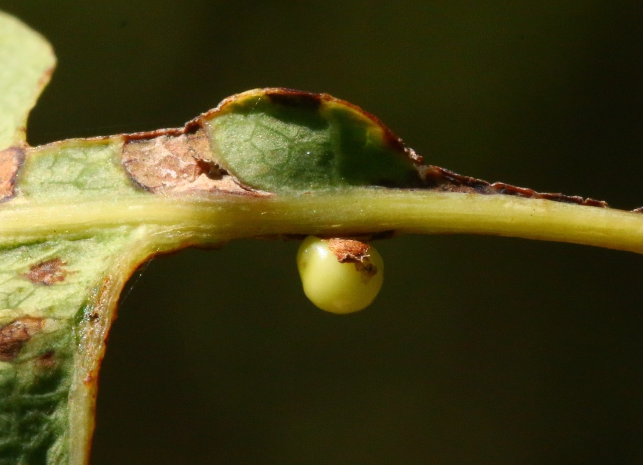 Neuroterus anthracinus (Curtis, 1838) - Galle huître du chêne