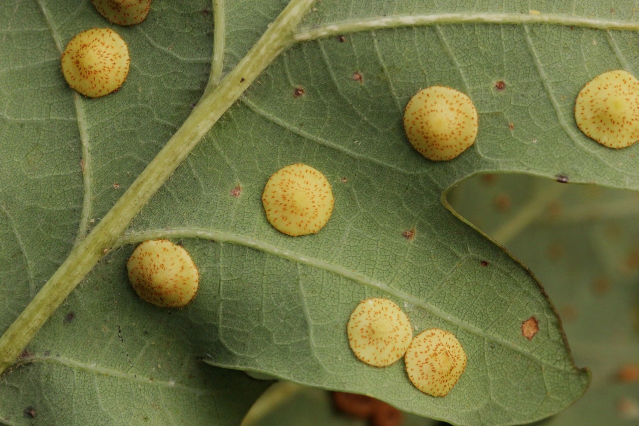 Neuroterus quercusbaccarum (Linnaeus, 1758) - Galle lentille du Chêne (génération agame)