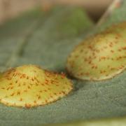 Neuroterus quercusbaccarum (Linnaeus, 1758) - Galle lentille du Chêne (génération agame)