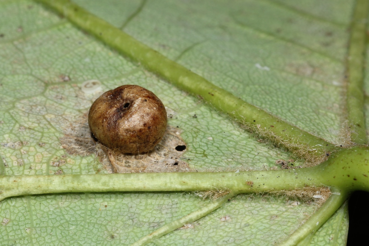 Pediaspis aceris (Gmelin, 1790) - Galle de l'Erable