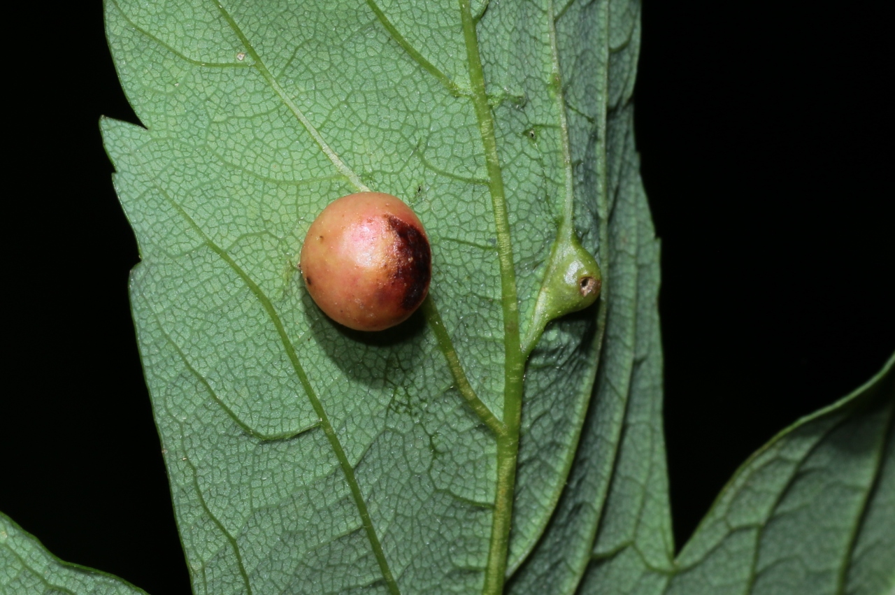 Pediaspis aceris (Gmelin, 1790) - Galle de l'Erable