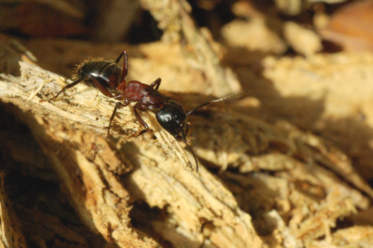 Camponotus herculeanus (Linnaeus, 1758) (femelle)