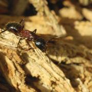 Camponotus herculeanus (Linnaeus, 1758) (femelle)