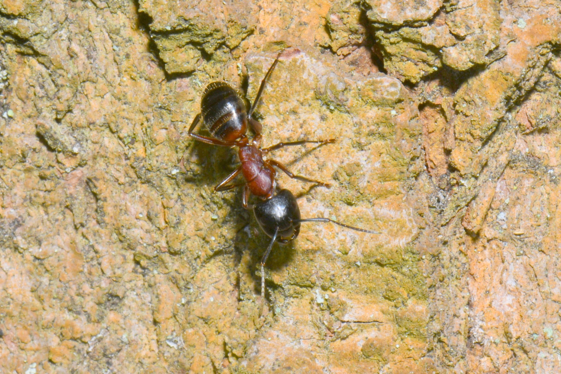 Camponotus ligniperda (Latreille, 1802) (ouvrière)
