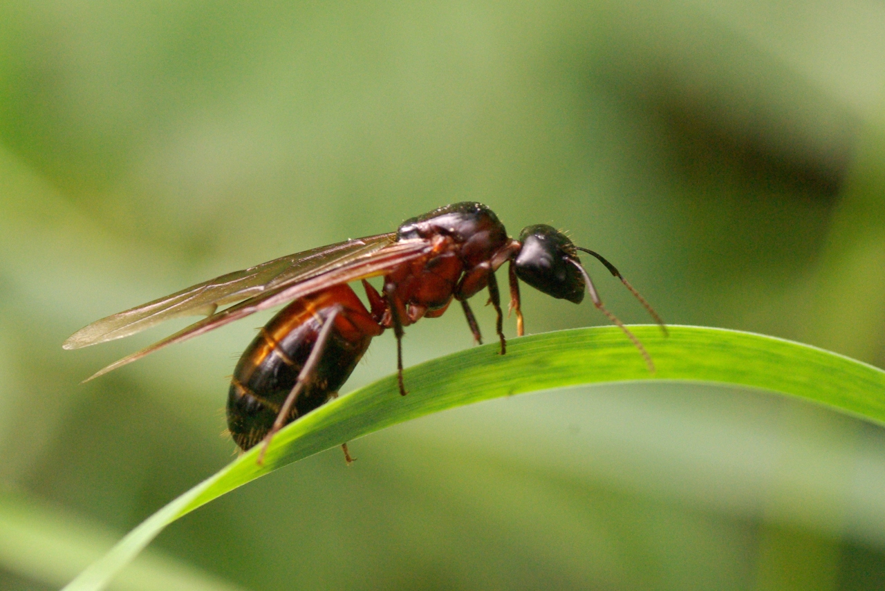 Camponotus ligniperda (Latreille, 1802) - Fourmi gâte-bois (princesse)