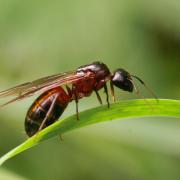 Camponotus ligniperda (Latreille, 1802) - Fourmi gâte-bois (princesse)