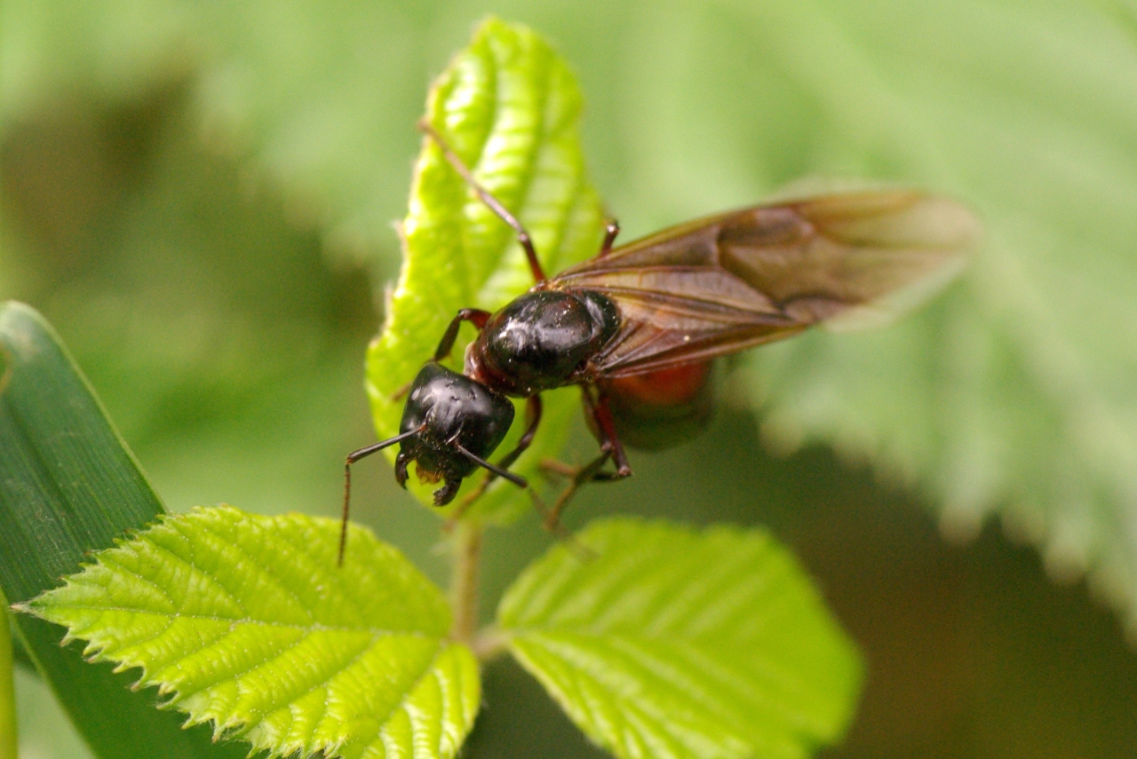 Camponotus ligniperda (Latreille, 1802) - Fourmi gâte-bois (princesse)