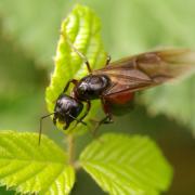 Camponotus ligniperda (Latreille, 1802) - Fourmi gâte-bois (princesse)