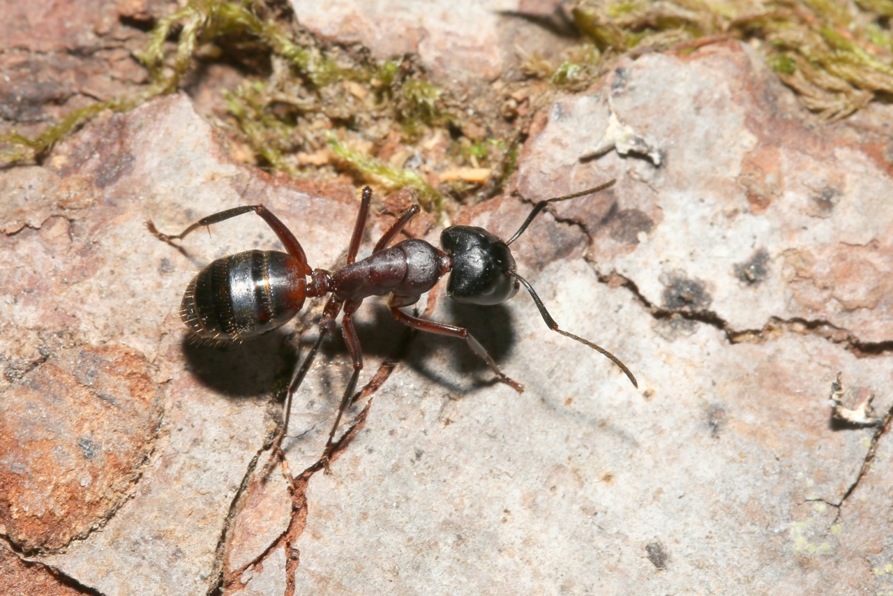 Camponotus ligniperda (Latreille, 1802) (ouvrière)