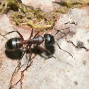 Camponotus ligniperda (Latreille, 1802) (ouvrière)